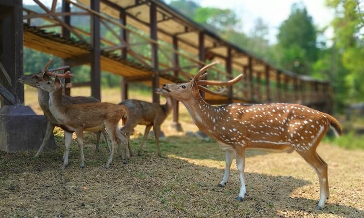 Kita Liburan Ke Penangkaran Rusa Giri Jaya Cariu Sambil Belajar Tentang Hewan Rusa